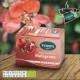 INFUSO MELOGRANO